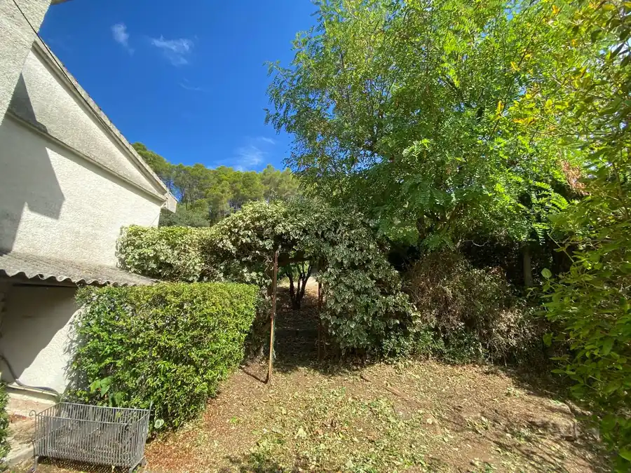 Massif de lauriers taillé au pied d'une maison, pins et micocoulier en arrière-plan sous un ciel bleu de Provence Verte