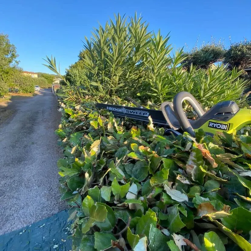 Taille-haie posé sur une haie fraîchement taillée le long d'une allée, lauriers-roses en fleurs derrière, à Rougiers